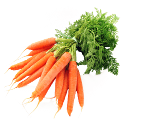 carrot