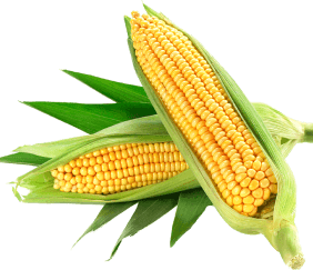 corn